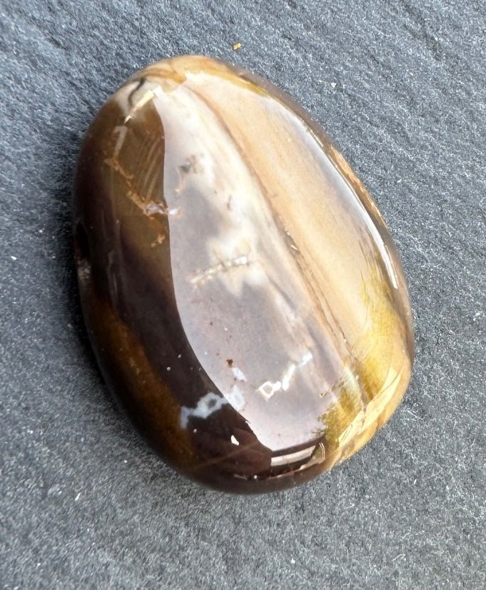 Versteinertes Holz Drop Shape auf Schieferplatte 